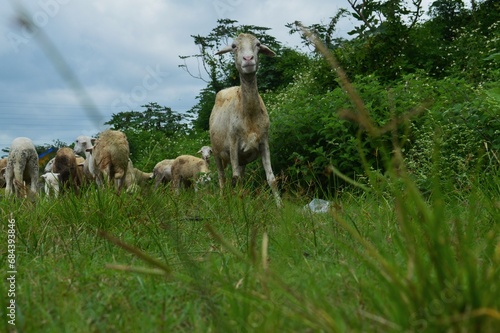 goat farming © Sulhanul