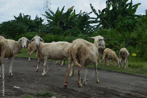 Fototapeta Naklejka Na Ścianę i Meble -  goat farming