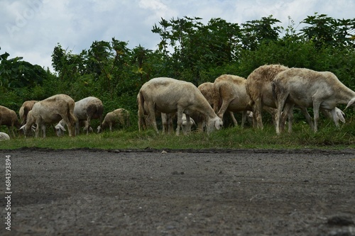 goat farming