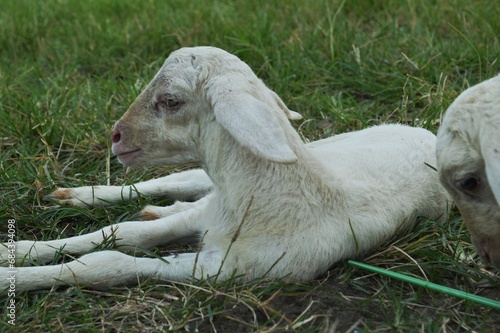 cute baby goat