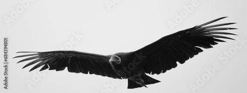 Graceful Black Vulture in Flight / High-Resolution Image for Your Creative Endeavors (Coragyps atratus)  photo