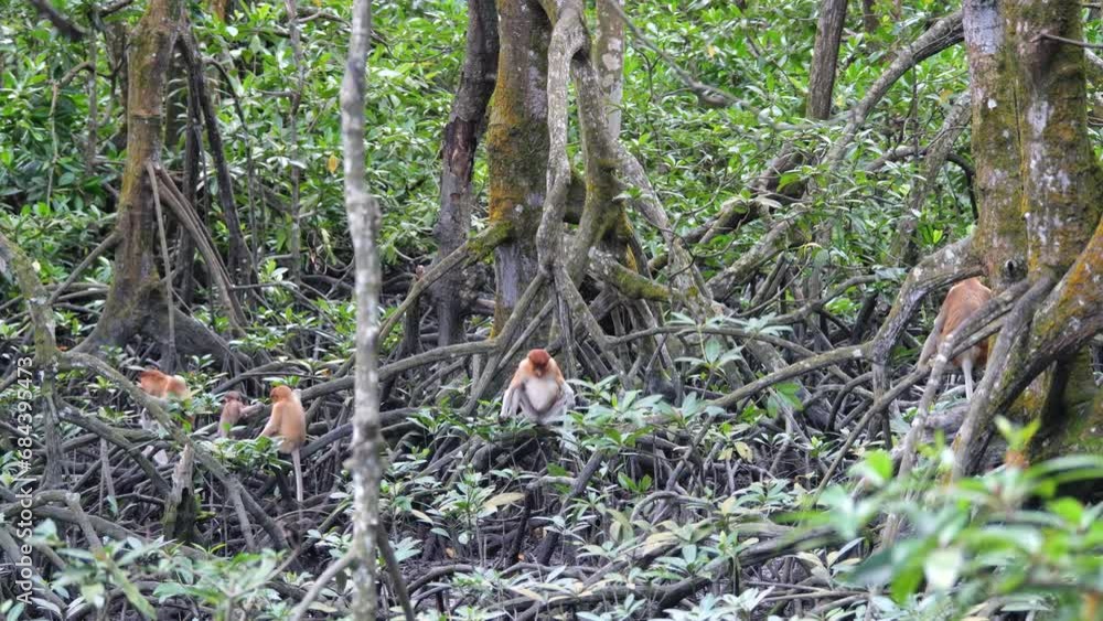 A female proboscis monkey (Nasalis larvatus) is sitting on a tree. Proboscis monkeys are endemic to the island of Borneo, which are scattered in mangroves, swamps and coastal forests. A female proboscis monkey (Nasalis larvatus) is sitting on a tree. Proboscis monkeys are endemic to the island of Borneo, which are scattered in mangroves, swamps and coastal forests.