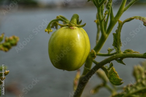 green tomato unripe