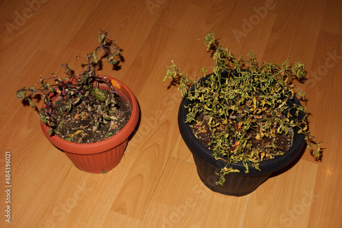 Withered vegetable plants in a pot photo