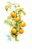 Yellow cherry tomato on the vine, watercolor style illustration