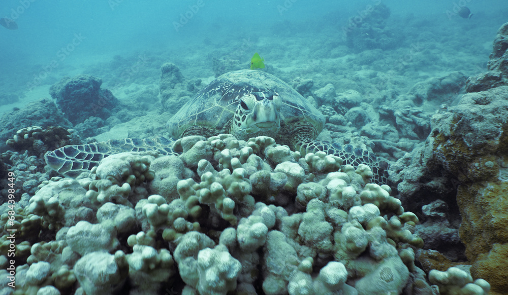 Fototapeta premium Wild Hawaiian Green Sea Turtle near Waikiki 