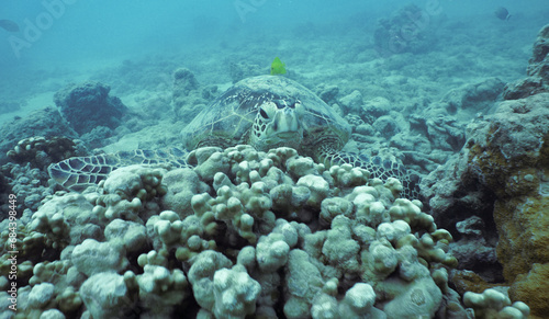 Wild Hawaiian Green Sea Turtle near Waikiki 