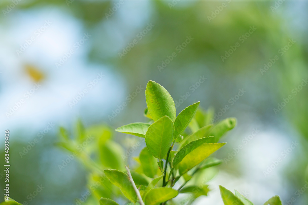 green leaves on the tree in nature. soft focus and blurred background