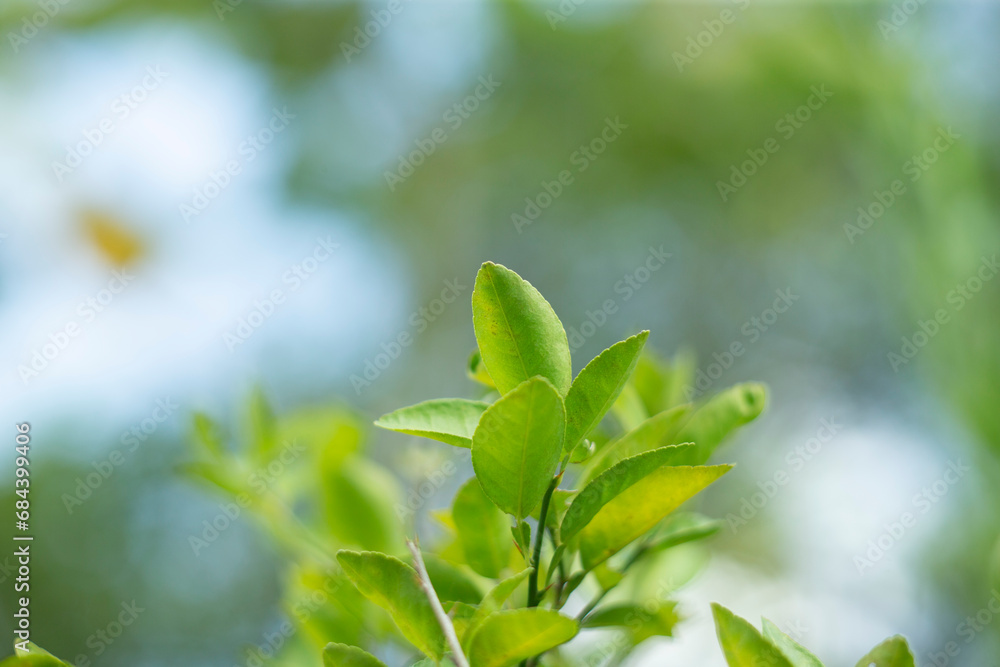 green leaves on the tree in nature. soft focus and blurred background green leaves on the tree in nature. soft focus and blurred background