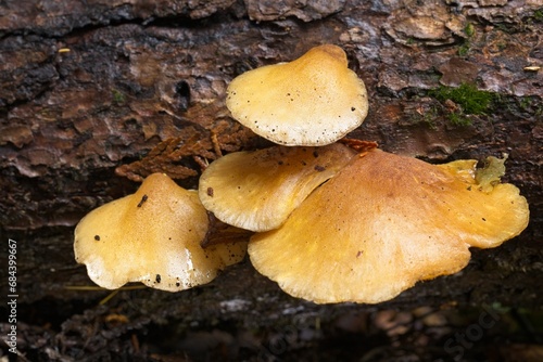 Conk mushrooms on a fallen log.