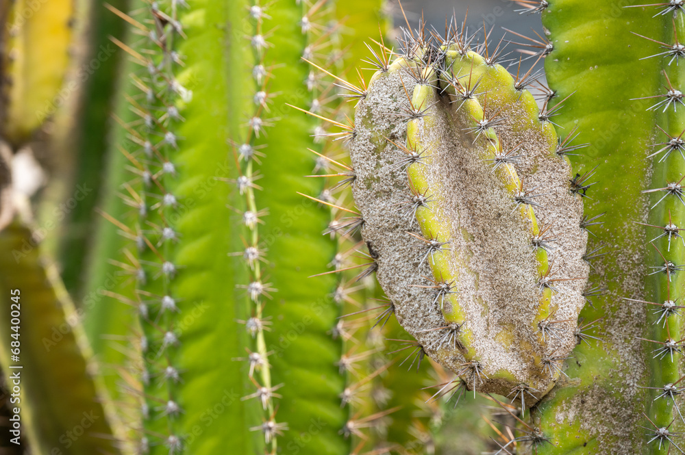 Naklejka premium Cereus cactus having problem with scale insect attached and sucking sap from this plant.