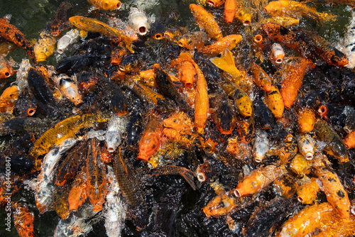 Large school of colorful orange and black Koi fish splasing on the surface of the water with their mouth open begging for ood.  photo