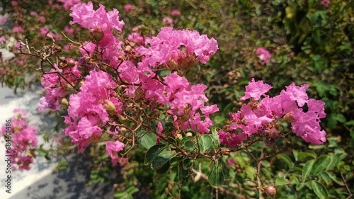 the pink flowers