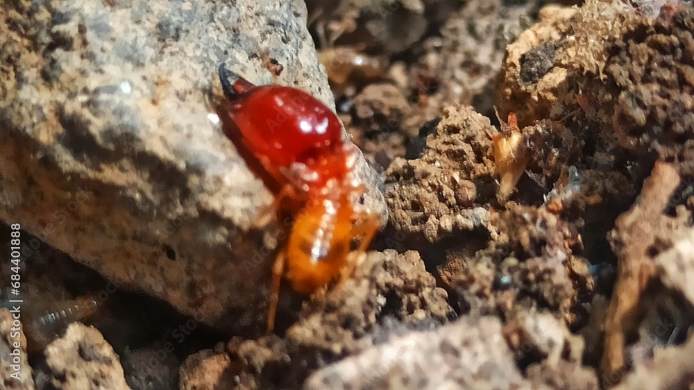 termites on the land termites on the land