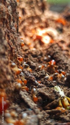 termites on the land