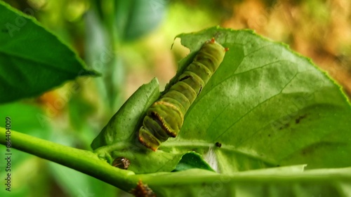 the cute green caterpillar