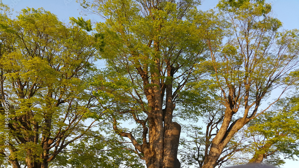 Obraz premium 나무 자연 풍경