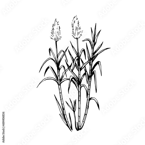 Sugar cane plants. Stems and leaves. Hand-drawn illustration in engraving retro style. Set of isolated vector design elements.