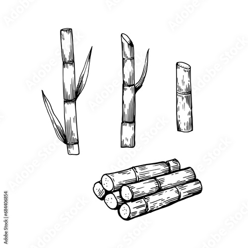 Sugar cane plants. Stems and leaves. Hand-drawn illustration in engraving retro style. Set of isolated vector design elements.