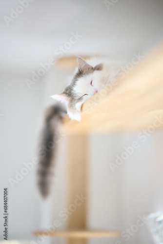 Portrait of white cat relaxing on wooden shelf