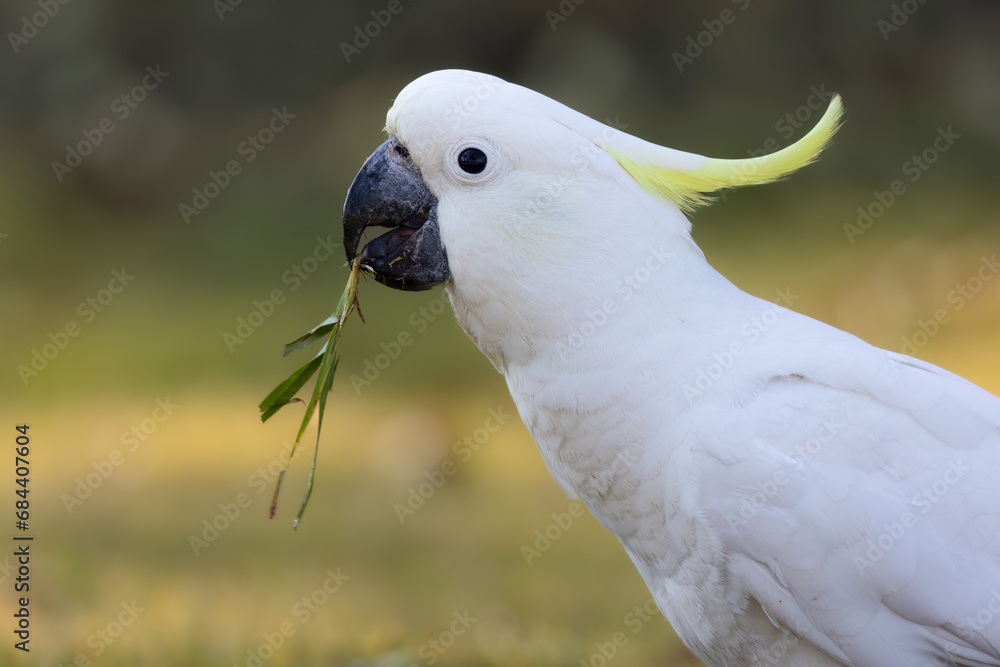A cute Sulphur crested Cockatoo eating a piece of grass on the Gold Coast in Queensland, Australia. A cute Sulphur crested Cockatoo eating a piece of grass on the Gold Coast in Queensland, Australia.