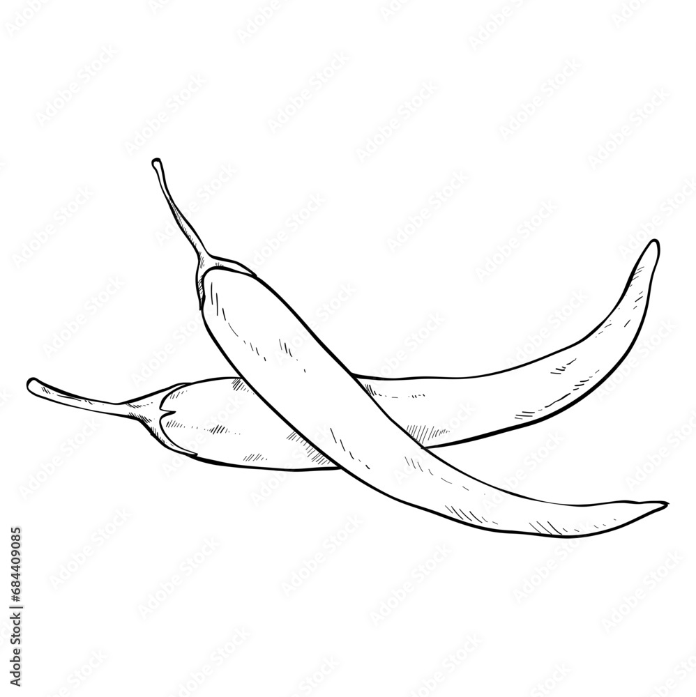 chilli hand drawn illustration chilli hand drawn illustration
