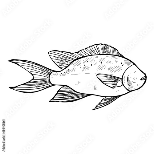 fish hand drawn illustration
