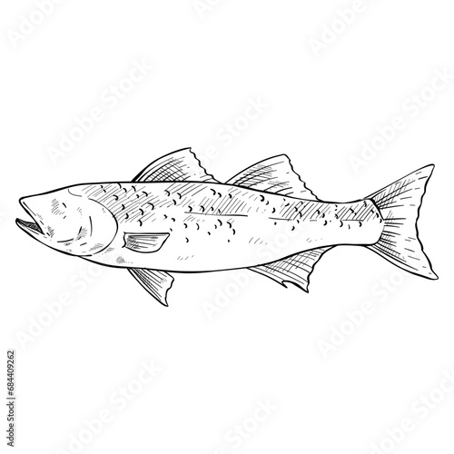 fish hand drawn illustration