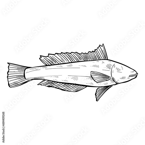 fish hand drawn illustration