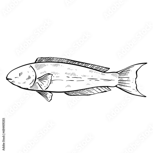 fish hand drawn illustration