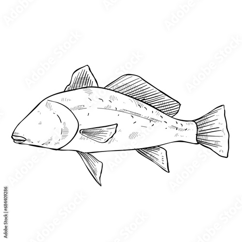 fish hand drawn illustration