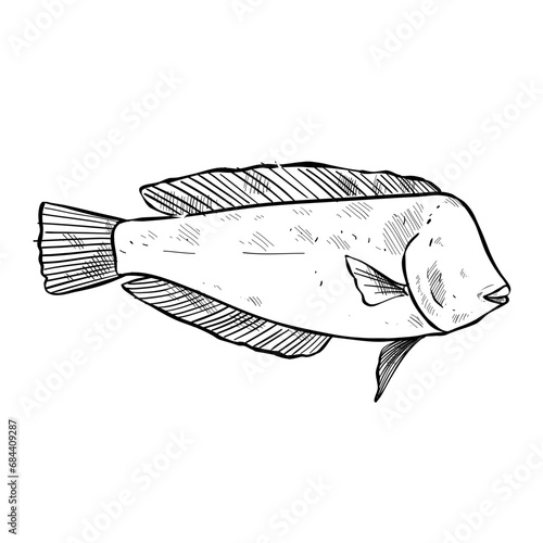 fish hand drawn illustration