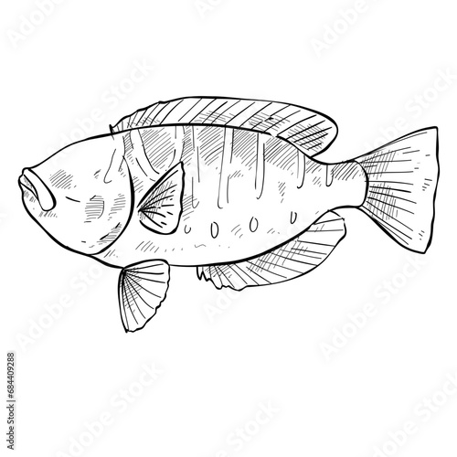 fish hand drawn illustration