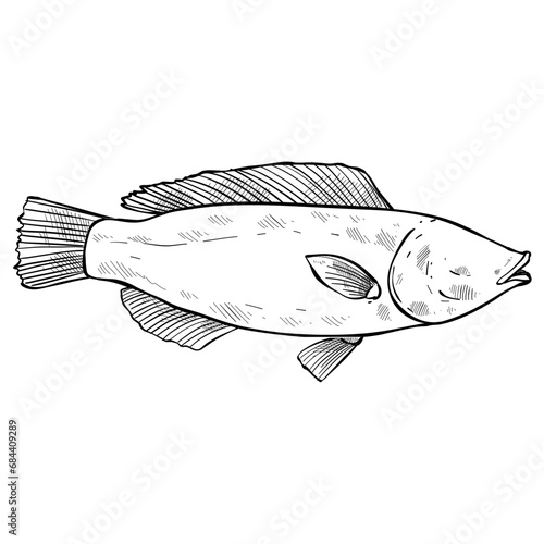 fish hand drawn illustration