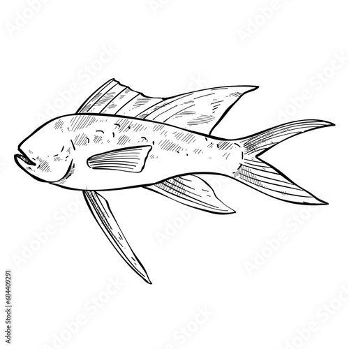 fish hand drawn illustration