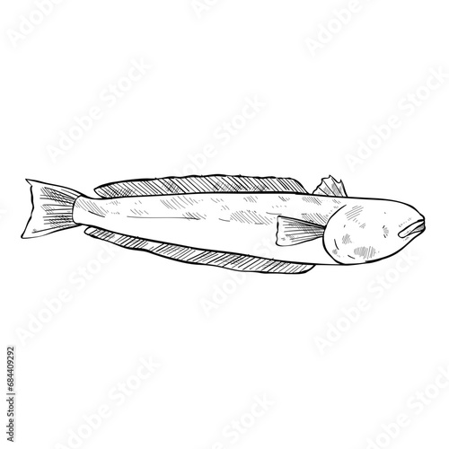 fish hand drawn illustration