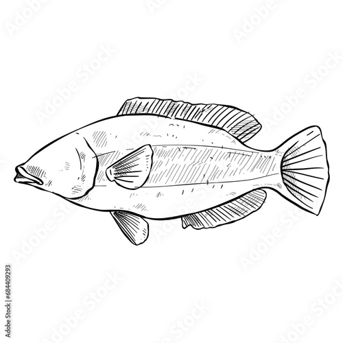 fish hand drawn illustration