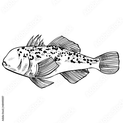 fish hand drawn illustration