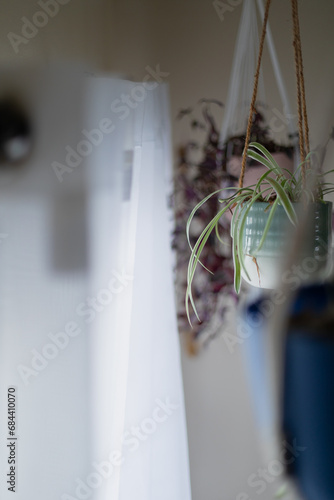 Closeup of an old, minimalist living room with hanging plants. Big windows flood the space with natural light, complemented by curtains on a rod. A perfect blend of vintage and modern aesthetics photo