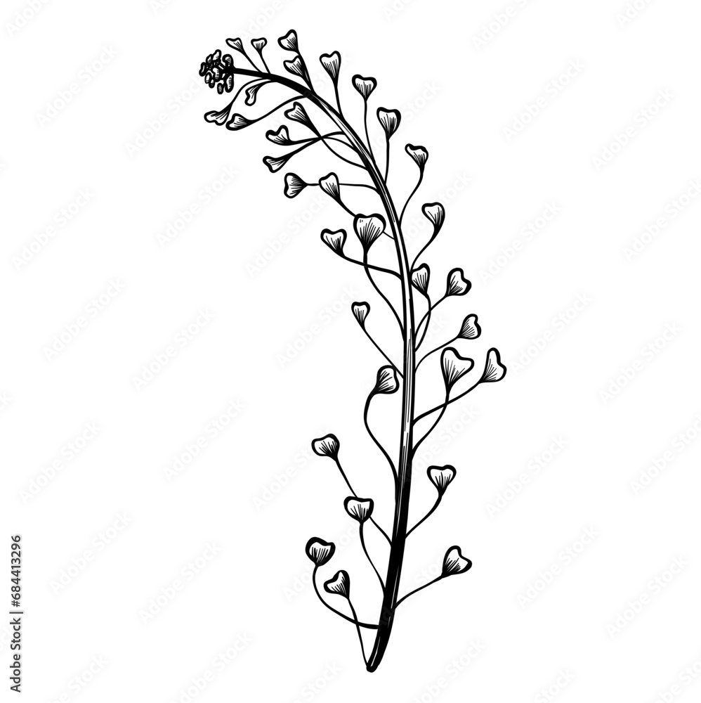 flower handdrawn flower handdrawn