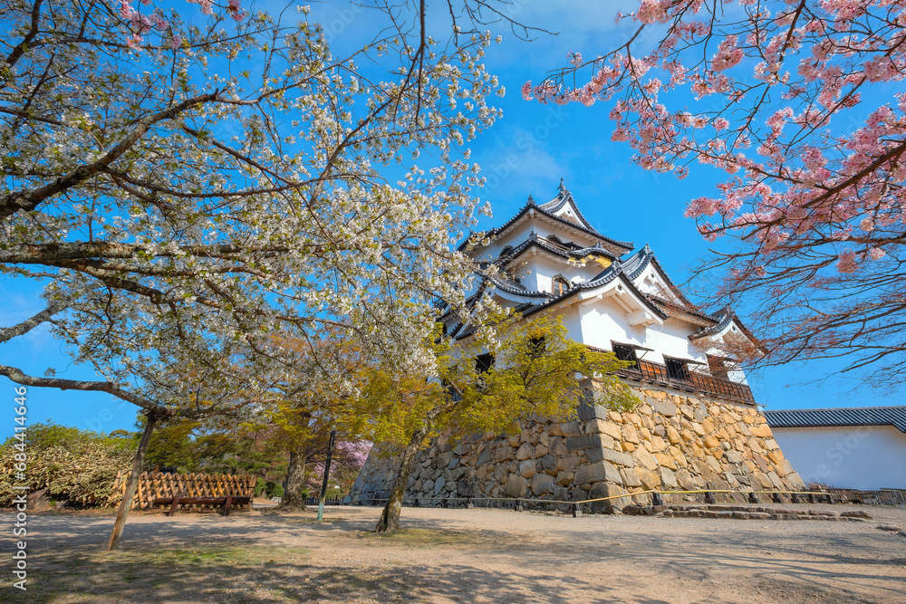 Hikone Castle in Shiga prefecture Japan during full bloom cherry blossom season Hikone Castle in Shiga prefecture Japan during full bloom cherry blossom season