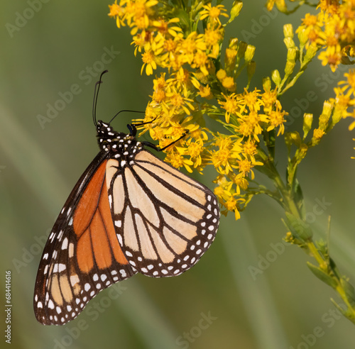 Monarch butterfly feeding on yellow flowers of Solidago or Goldenrod in Galveston Park, Texas © Natalia Kuzmina