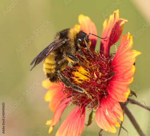 Bumblebee feeding on red flowers, Galveston, Texas