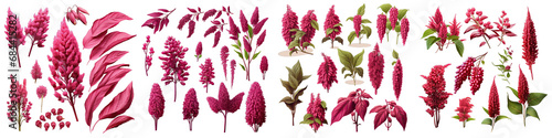 Amaranthus  Flower Set Concept Props For Icon Designing Hyperrealistic Highly Detailed Isolated On Transparent Background Png File