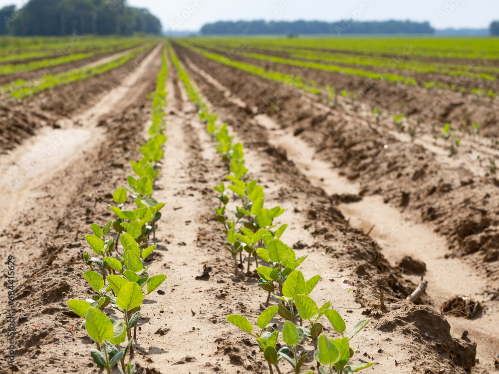 Close up Low Angle View of Rows of Soybean Seedlings in an Agricultural Field Close up Low Angle View of Rows of Soybean Seedlings in an Agricultural Field