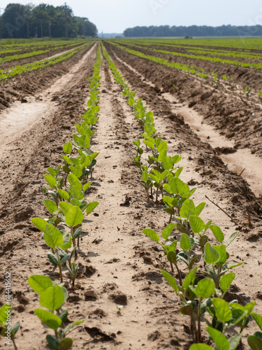 Close up Low Angle View of Rows of Soybean Seedlings in an Agricultural Field in Arkansas