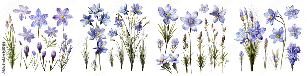Blue-Eyed Grass  Flower Set Concept Props For Icon Designing Hyperrealistic Highly Detailed Isolated On Transparent Background Png File