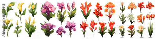 Canna Lily Flower Set Concept Props For Icon Designing Hyperrealistic Highly Detailed Isolated On Transparent Background Png File