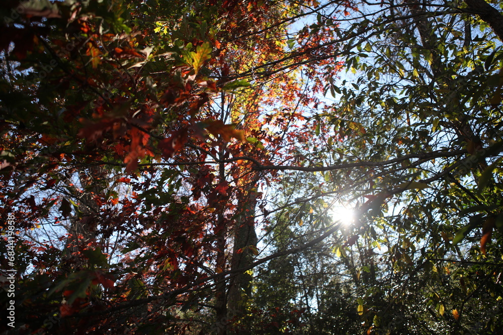 Autumn leaves in the trees, Bethesda, Maryland Autumn leaves in the trees, Bethesda, Maryland