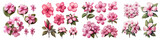 Catharanthus  Flower Set Concept Props For Icon Designing Hyperrealistic Highly Detailed Isolated On Transparent Background Png File
